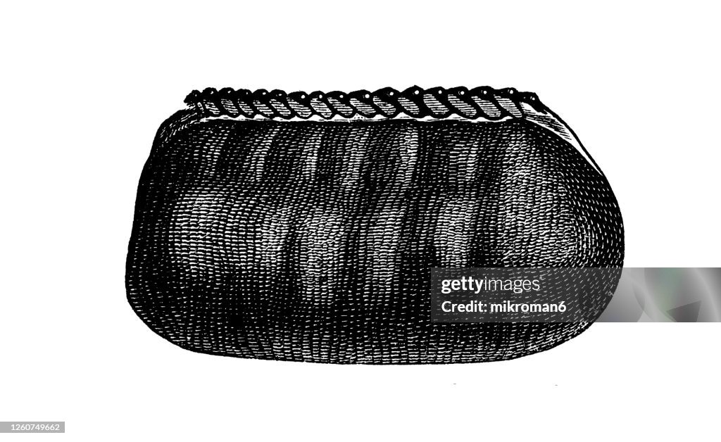 Old engraved illustration of the common earwig, flying insects