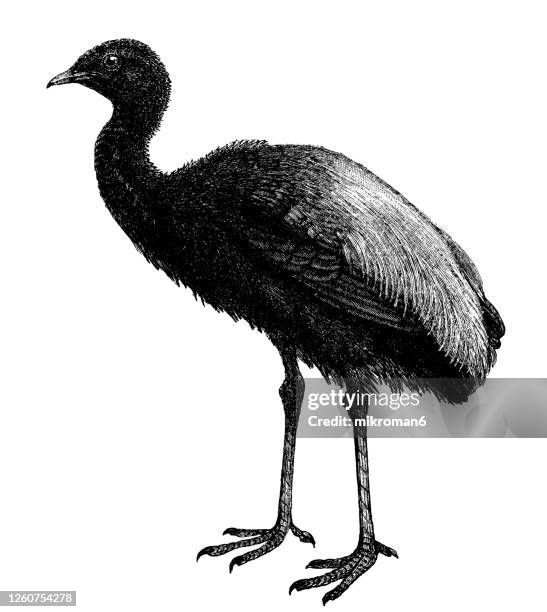 old engraved illustration of the grey-winged trumpeter (psophia crepitans), ornithology - wading and swimming birds. - gray winged trumpeter stock pictures, royalty-free photos & images