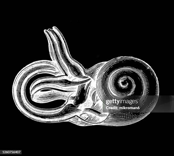 old engraved illustration of part of the human ear, cochlea and semicircular canals - cochlea stock pictures, royalty-free photos & images