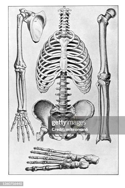 old engraved illustration of the human skeleton - costela osso humano - fotografias e filmes do acervo