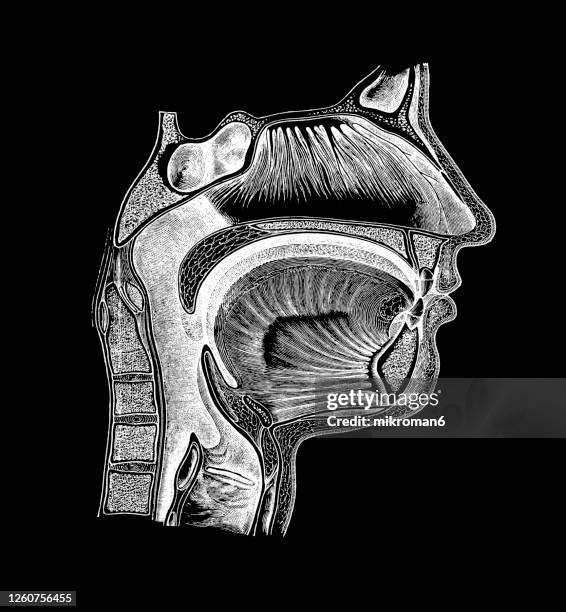 old engraved illustration of human mouth, nose and throat - human nose stockfoto's en -beelden