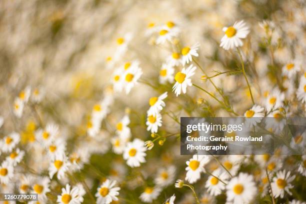 artistic flowers - chamomile tea stock pictures, royalty-free photos & images