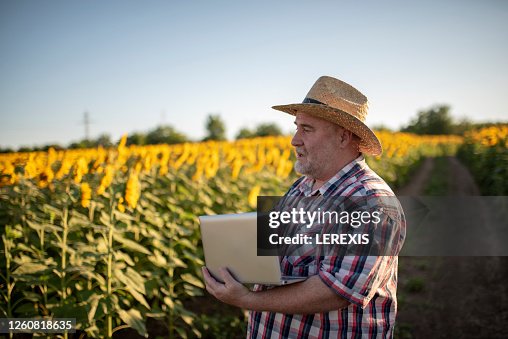 Sentor Farm Senior Farmer In A Sunflower Field High-Res Stock Photo - Getty Images