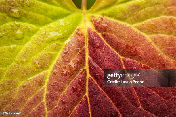 leaf veins - changing color stock pictures, royalty-free photos & images