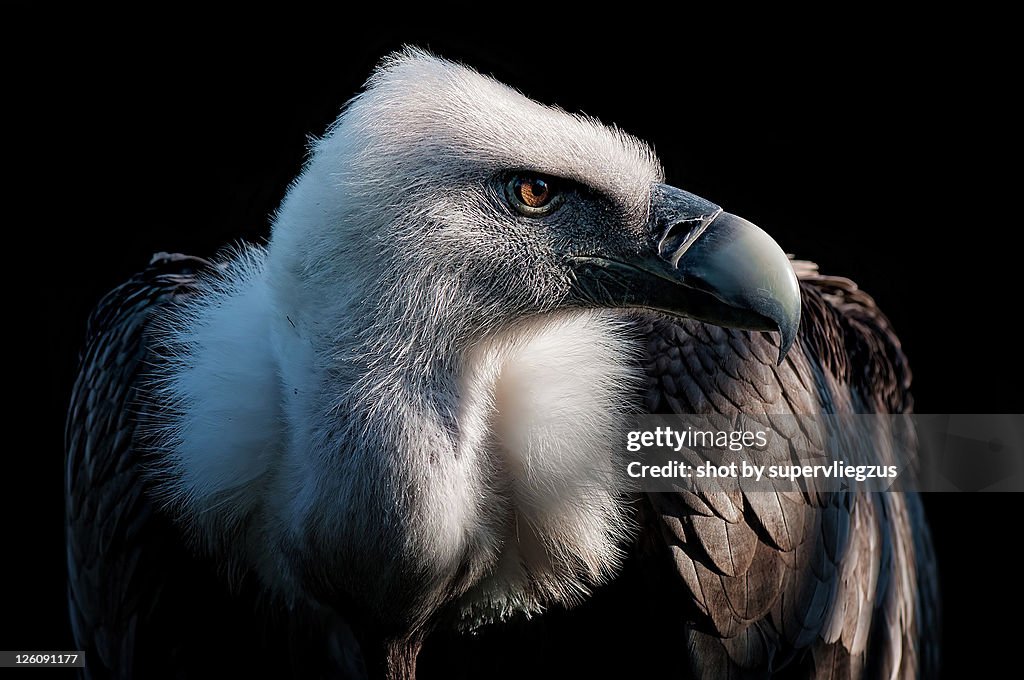 Griffon Vulture