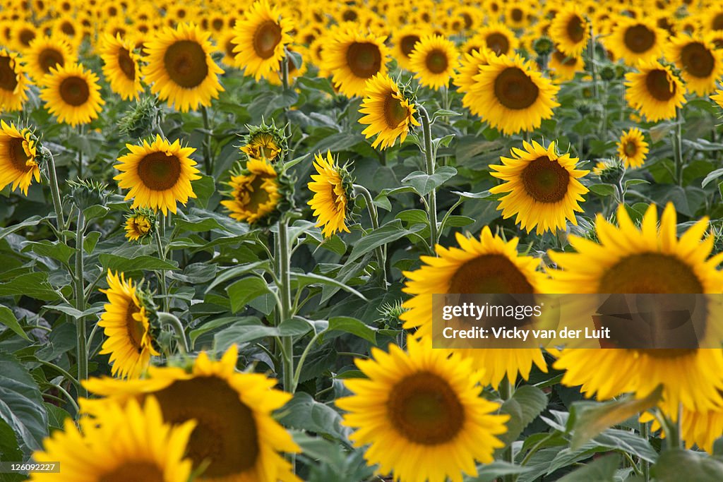 French sunflowers