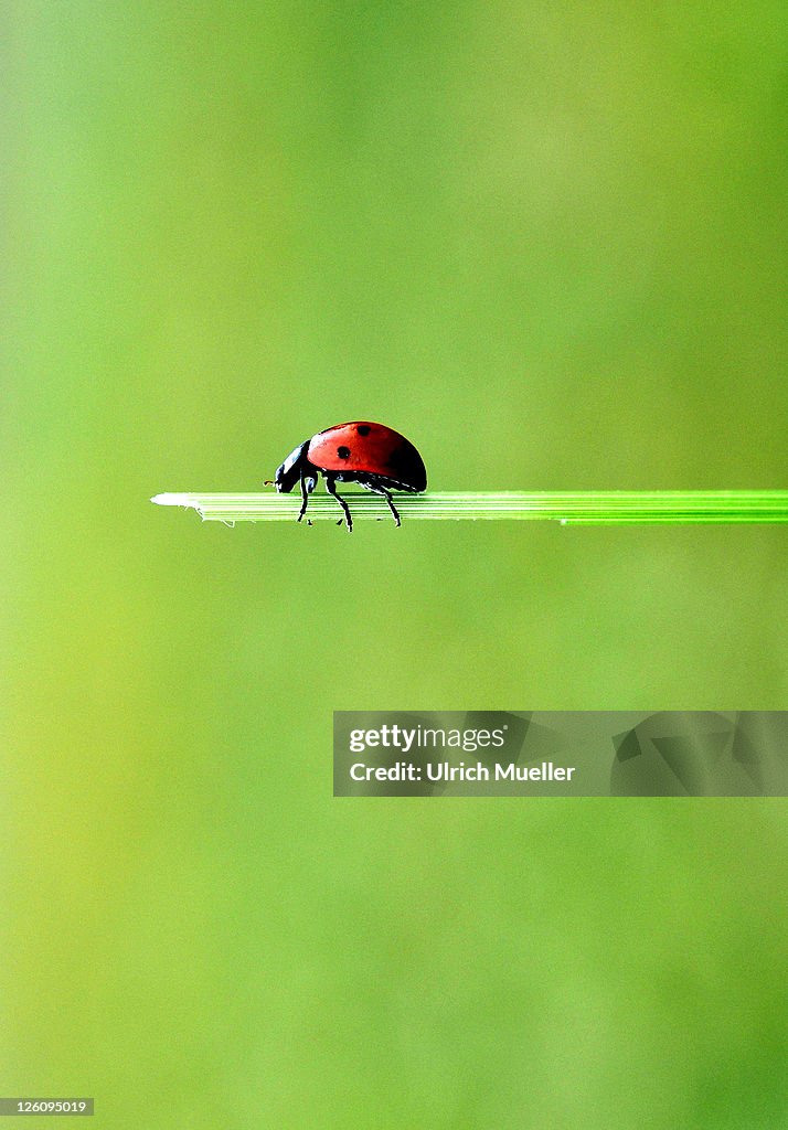 Ladybird on tip of plant stripe