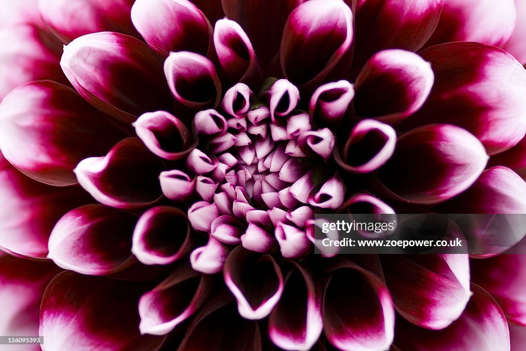 Centre of Dahlia flower in maroon and white