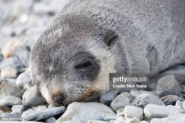 sleeping baby fur seal, - rock baby sleep stock pictures, royalty-free photos & images
