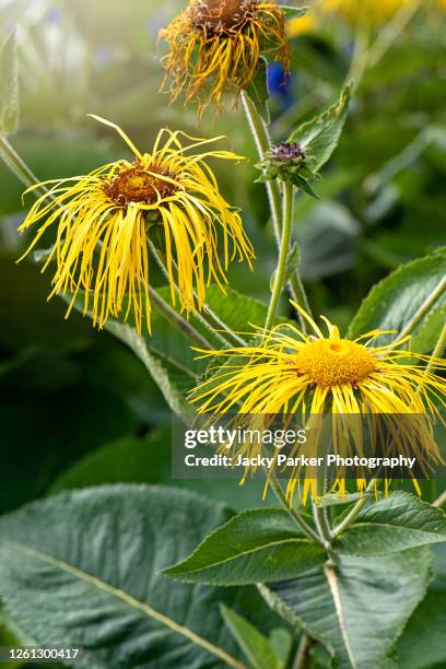 vibrant yellow summer flowers of inula magnifica 'sonnenstrahl' - sonnenstrahl stock pictures, royalty-free photos & images