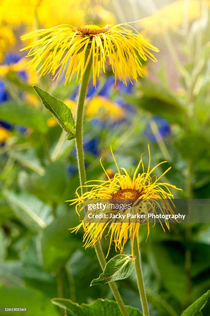 Vibrant yellow summer flowers of Inula magnifica 'Sonnenstrahl'