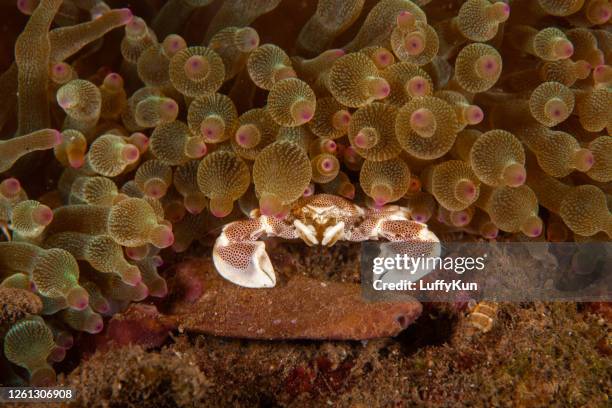 porcelain crab , hermit crap, underwater, - niche stock pictures, royalty-free photos & images