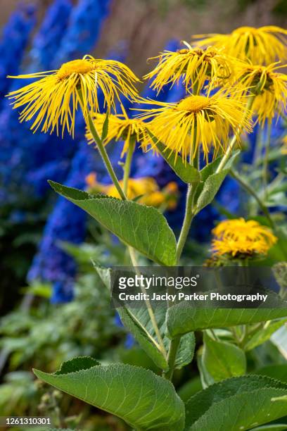 vibrant yellow summer flowers of inula magnifica 'sonnenstrahl' - sonnenstrahl stock pictures, royalty-free photos & images