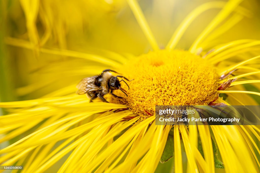 Vibrant yellow summer flowers of Inula magnifica 'Sonnenstrahl' with honey Bee collecting pollen