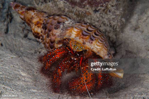 porcelain crab , hermit crap, underwater, - nicho imagens e fotografias de stock