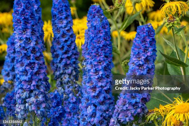 vibrant blue summer flowers of delphinium 'cassius' - delphinium stock pictures, royalty-free photos & images