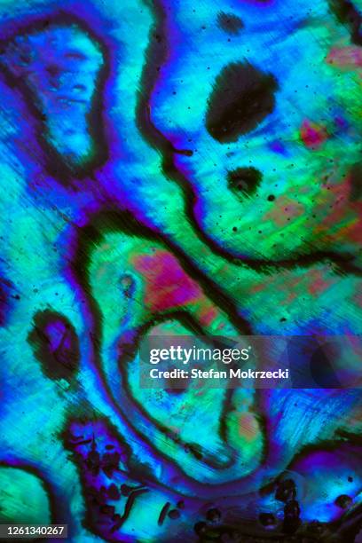Paua Color 30 Nz Paua Stock Photos, High-Res Pictures, and Images - Getty Images