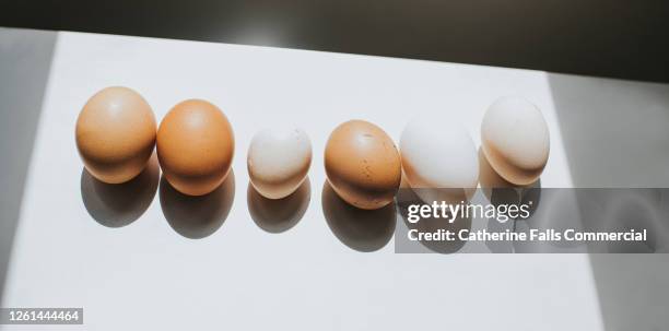 various eggs in a row, casting shadow on white surface - free range chicken egg stock pictures, royalty-free photos & images