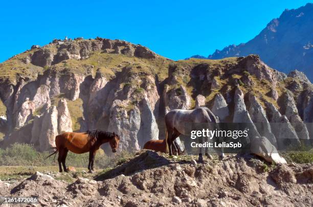 herd of horses in the caucasus mountains - chess horse fotografías e imágenes de stock