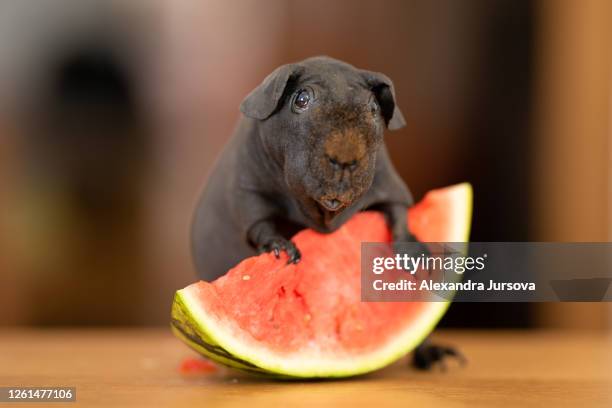 watermelon and the guinea pig - sans poils photos et images de collection