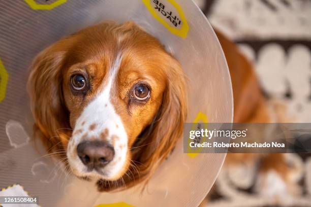 cute cocker spaniel dog with plastic dog-cone after being neutered - castration stockfoto's en -beelden