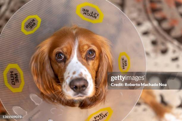 cute cocker spaniel dog with plastic dog-cone after being neutered - castration stockfoto's en -beelden