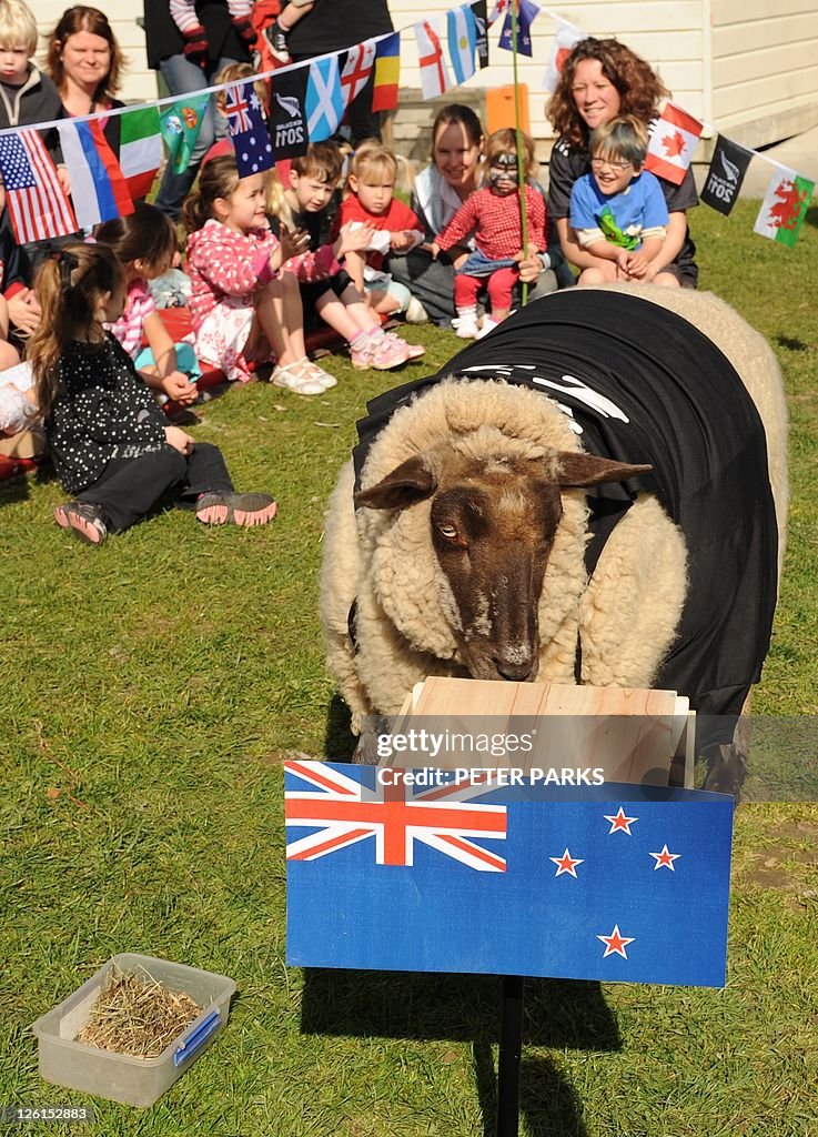 A sheep called Sonny Wool (L) uses his '
