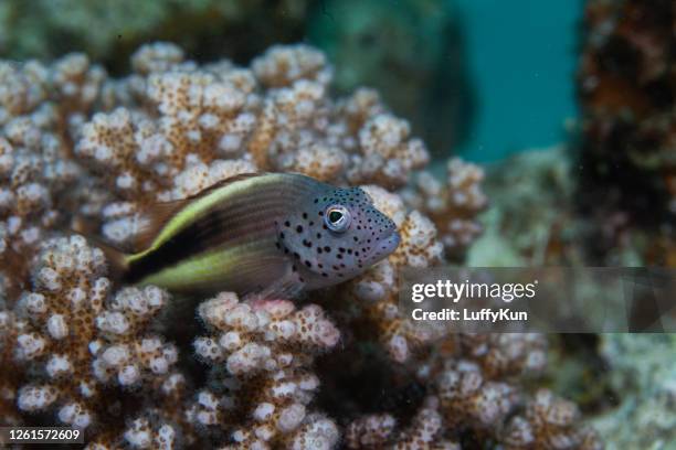 tropical fish, ocean life, - mutton snapper stock pictures, royalty-free photos & images