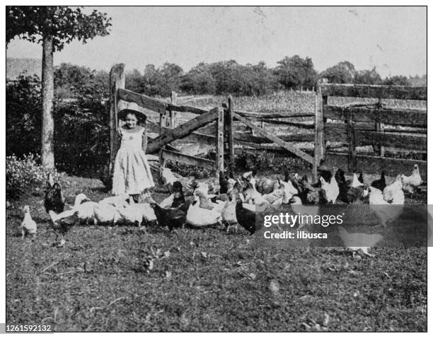 antique black and white photo: summer days, little girl with chickens - archive farms stock illustrations