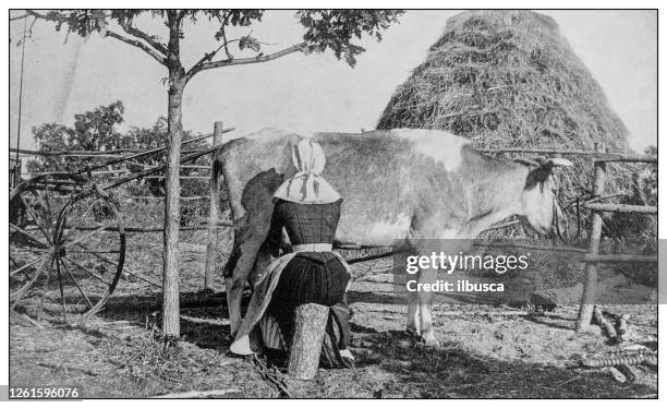 bildbanksillustrationer, clip art samt tecknat material och ikoner med antik svartvitt foto: mjölkning ko - milking farm