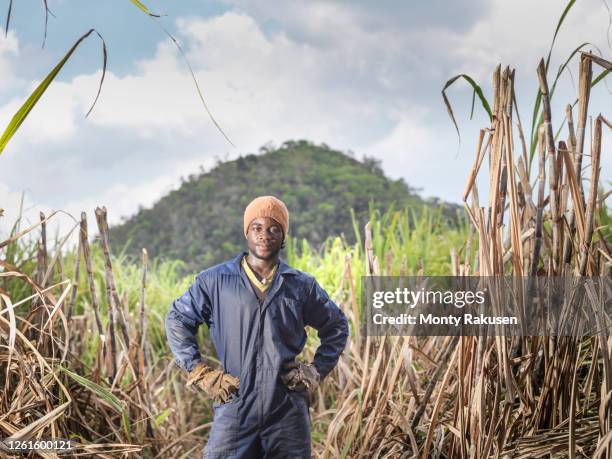 portrait of sugarcane worker on sugarcane plantation, jamaica. - canna da zucchero foto e immagini stock