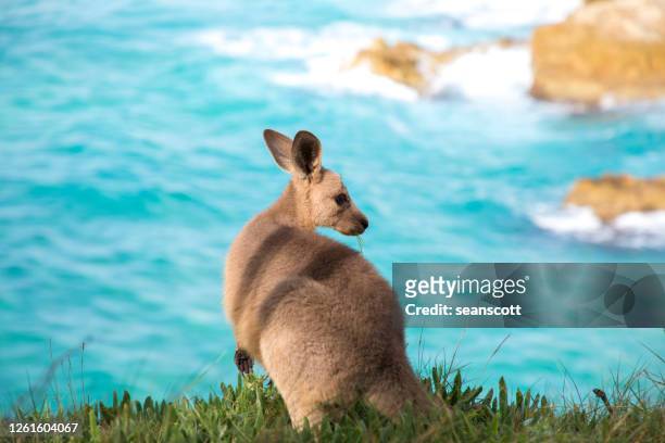 rear view of a joey eating grass by sea, north stradbroke island, moreton bay, queensland, australia - joey kangaroo photos et images de collection