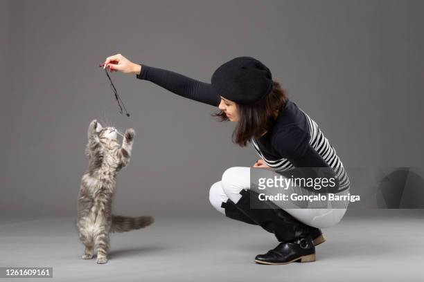studio shot of woman playing with grey cat, on grey background. - cat studio shot stock pictures, royalty-free photos & images