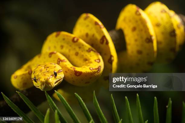 Yellow Python Photos and Premium High Res Pictures - Getty Images