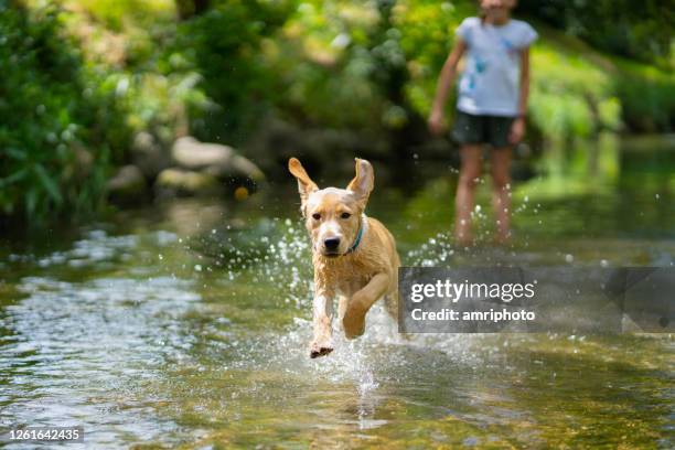 dog running through river directly at camera - dog running stock pictures, royalty-free photos & images