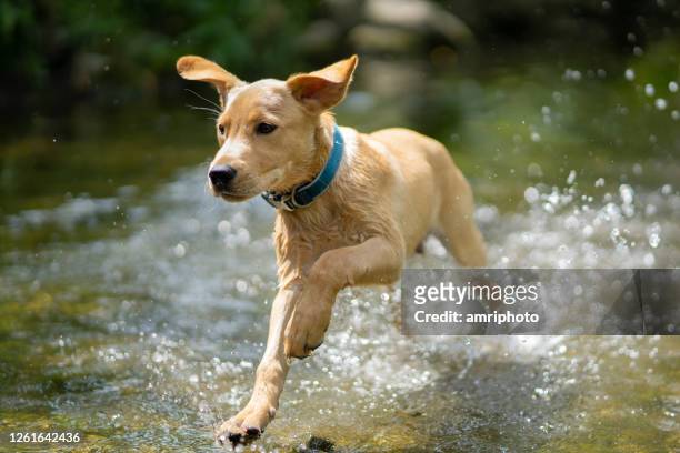 gelukkige jonge hond die door rivier loopt - labrador retriever stockfoto's en -beelden