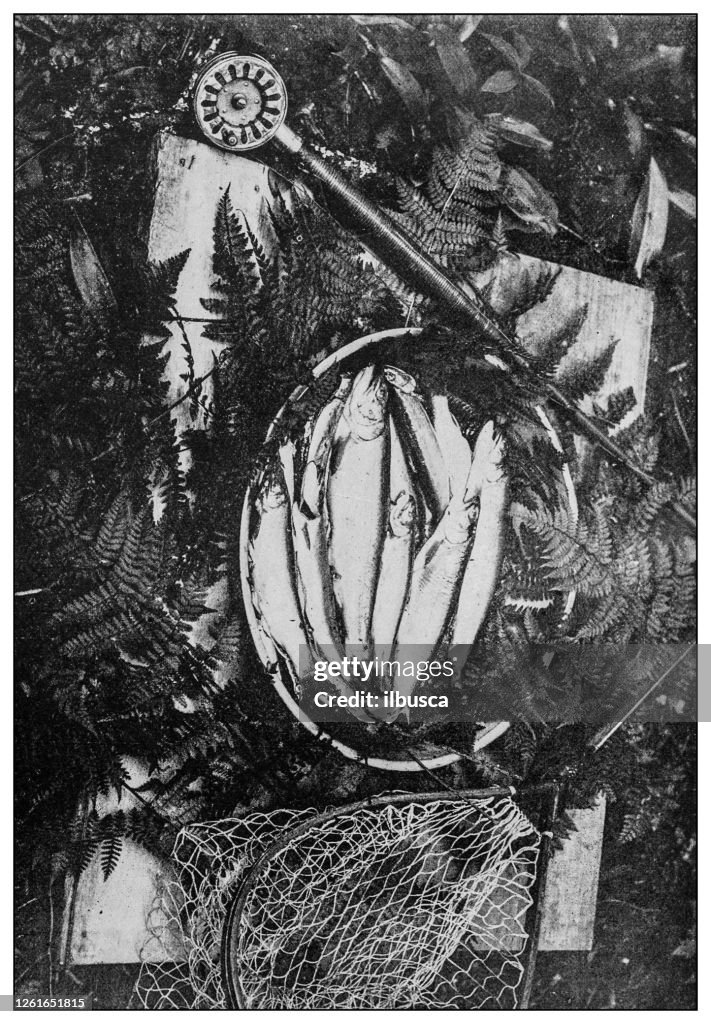 Antique black and white photo: Fresh fish