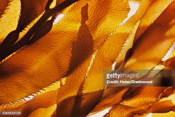 kelp - seaweed stock pictures, royalty-free photos & images