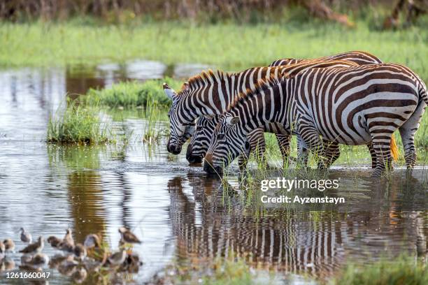 thirsty plains zebra (equus quagga) drinking water with water birds - lake nakuru nationalpark stock-fotos und bilder