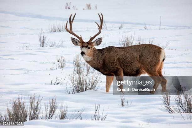 mule deer buck in winter - mule stock pictures, royalty-free photos & images