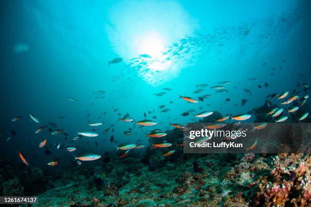 school van vissen, tropische vissen, - under water stockfoto's en -beelden