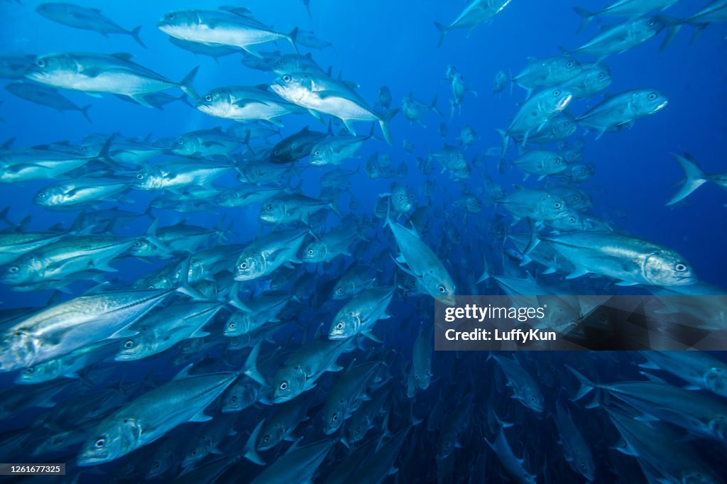 School of fish , tropical fishes,