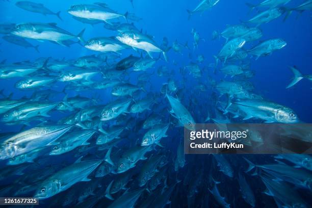 school of fish , tropical fishes, - tuna animal stock pictures, royalty-free photos & images