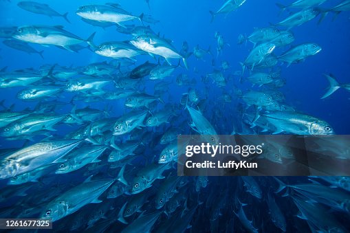 School of fish , tropical fishes, School of fish , tropical fishes,