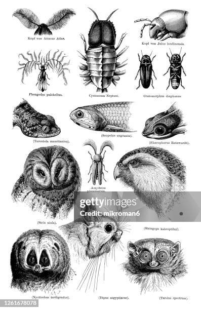 old engraved illustration of nocturnal animals - insectivora stock pictures, royalty-free photos & images