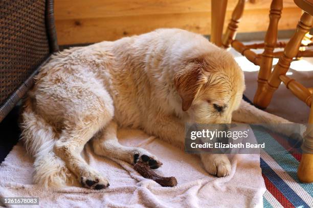senior female golden retriever licking paw - lamber imagens e fotografias de stock