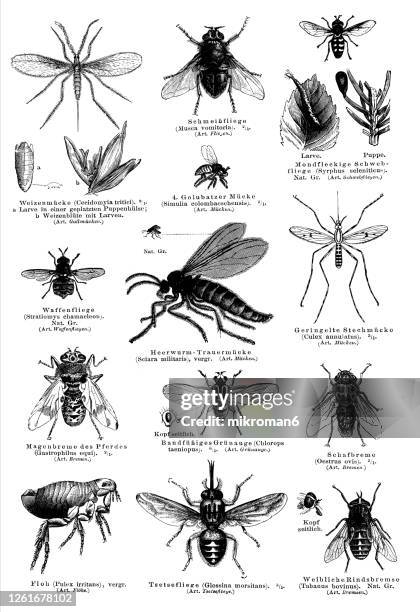 old engraved illustration of flying insects - black fly stock pictures, royalty-free photos & images