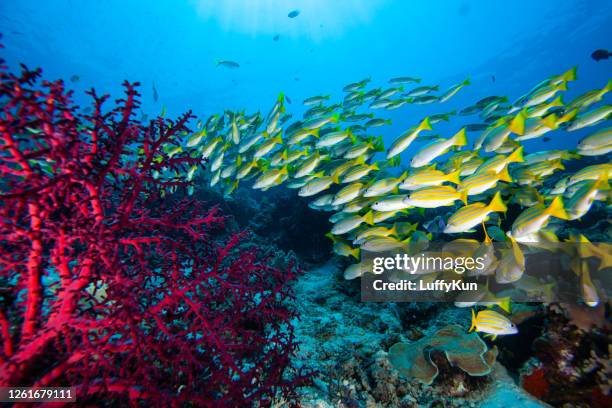 school of fish , tropical fishes, - trevally jack stock pictures, royalty-free photos & images