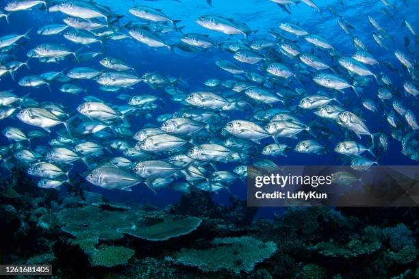 school of fish , tropical fishes, - trevally jack stock pictures, royalty-free photos & images