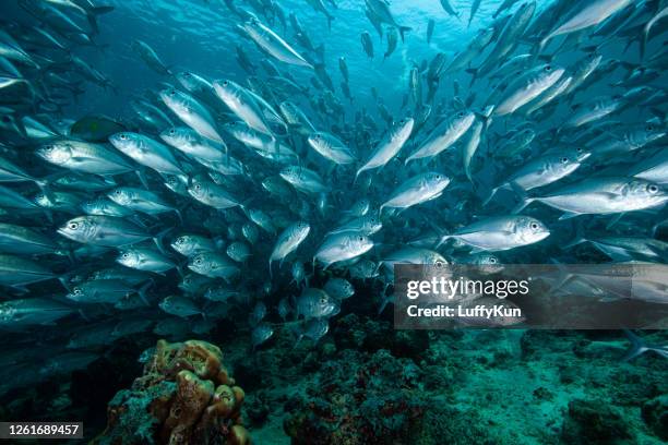 escuela de peces, peces tropicales, - banco de peces fotografías e imágenes de stock